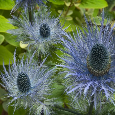 eryngium alpinum flower small